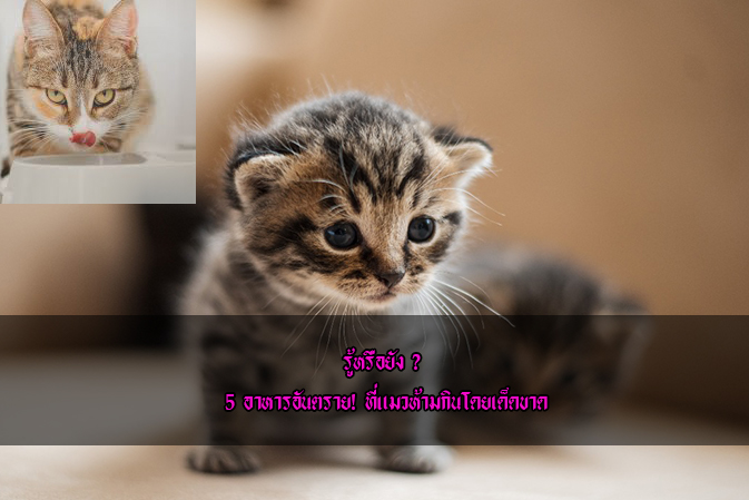 รู้หรือยัง ? 5 อาหารอันตราย! ที่แมวห้ามกินโดยเด็ดขาดข่าวน่ารู้ อัพเดทสถานการณ์ เรื่องเล่า สาระความรู้ คู่ความบันเทิง