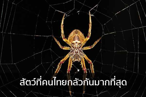 สัตว์ที่คนไทยกลัวกันมากที่สุด ข่าวน่ารู้ อัพเดทสถานการณ์ เรื่องเล่า สาระความรู้ คู่ความบันเทิง